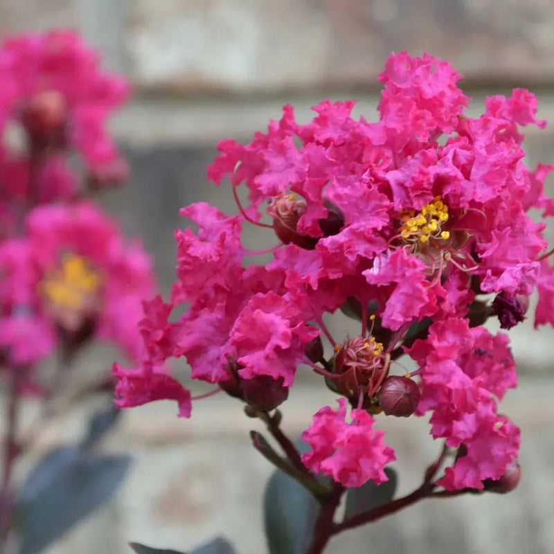 Rosa crape myrtle blume samen for anpflanzung compact growth heirloom & gmo free samen for home garten
sale samen for home garten anpflanzung