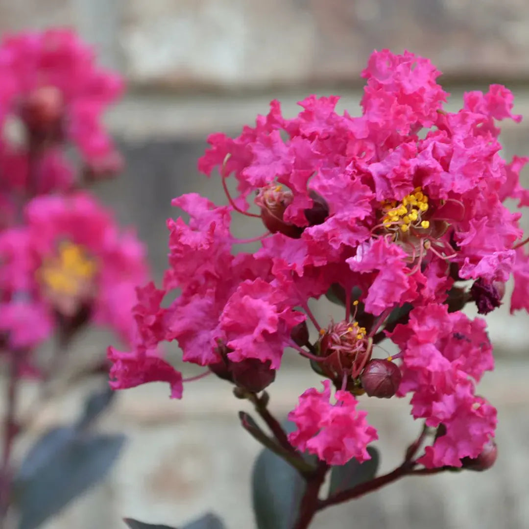 Rosa crape myrtle blume samen for anpflanzung compact growth heirloom & gmo free samen for home garten 
 
 sale samen for home garten anpflanzung