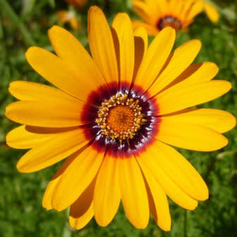 Orange Anthemoides Blumensamen zur Aussaat – leuchtende einjährige Blüten für Ihren Garten