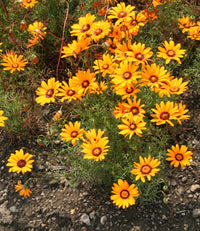 Orange Anthemoides Blumensamen zur Aussaat – leuchtende einjährige Blüten für Ihren Garten