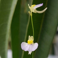Utricularia bisquamata samen for anpflanzung