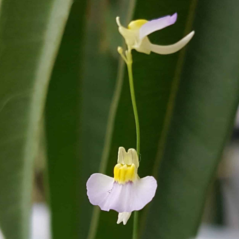 Utricularia bisquamata samen for anpflanzung