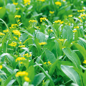 Green Yu Choy Sum Samen zum Pflanzen - Premium Gemüsesamen