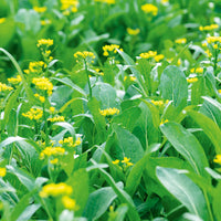 Yu Choy Gemüse Planting Samen