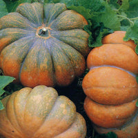 Fairytale Pumpkin Cucurbita pepo Plant Samen zum Pflanzen in Garden