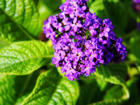 Heliotrope Blau Blumensamen zur Aussaat – duftend Blüten