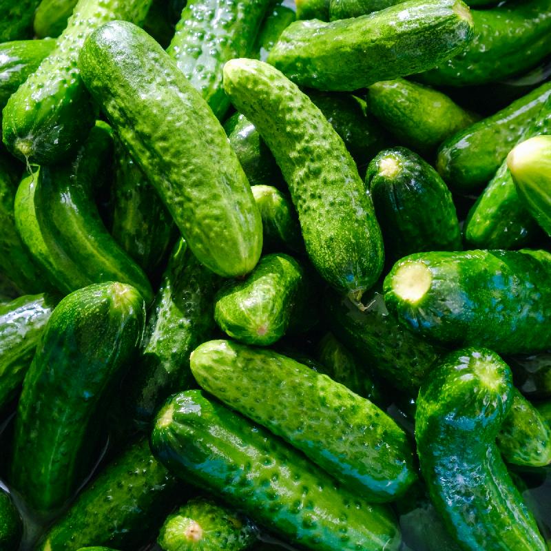 Acquista semi di cetriolo Pioneer – Ideali per la semina