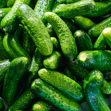 Buy Cucumber Pioneer Samen  Ideal zum Pflanzen