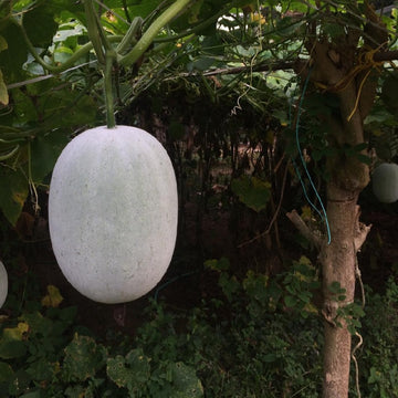 Super Groß Winter Melon Samen zum Pflanzen  Premium Gemüsesamen