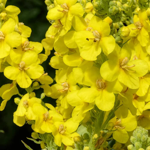 Gelb Woolly Mullein Blumensamen zur Aussaat – kompakt Wuchs – Traditionssorte & ohne Gentechnik Samen Hausgarten