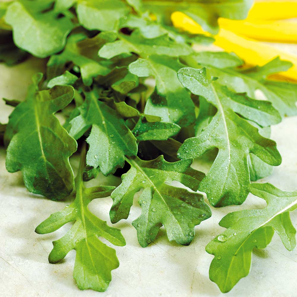 Rocket blume samen for anpflanzung - bright blooms, heirloom & gmo free samen for home garten
 
 sale samen for anpflanzung in home garten