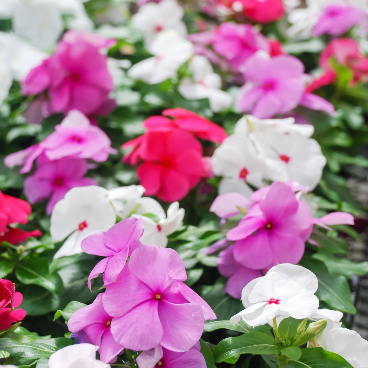 Immergrün Blumensamen zur Aussaat – Garten beliebt – Traditionssorte & ohne Gentechnik Samen Hausgarten