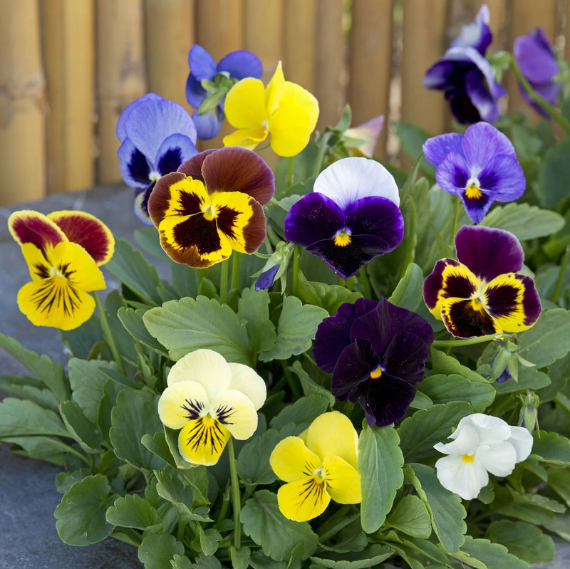 Stiefmütterchen Swiss Blumensamen zur Aussaat Bestäuber freundlich Traditionssorte & ohne Gentechnik Samen Hausgarten