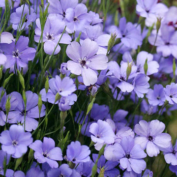 Blau Viscaria Blumensamen zur Aussaat – duftend Blüten – Traditionssorte & ohne Gentechnik Samen Hausgarten