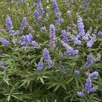 Lila Vitex Agnus Blumensamen zur Aussaat – Drought verträglich – Traditionssorte & ohne Gentechnik Samen Hausgarten