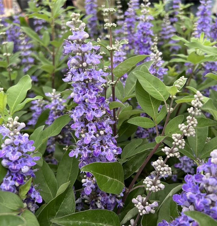 Vitex Agnus Blumensamen zur Aussaat – leuchtend – Traditionssorte & ohne Gentechnik Samen Hausgarten
