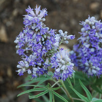 Lila Vitex Agnus Blumensamen zur Aussaat – Drought verträglich – Traditionssorte & ohne Gentechnik Samen Hausgarten