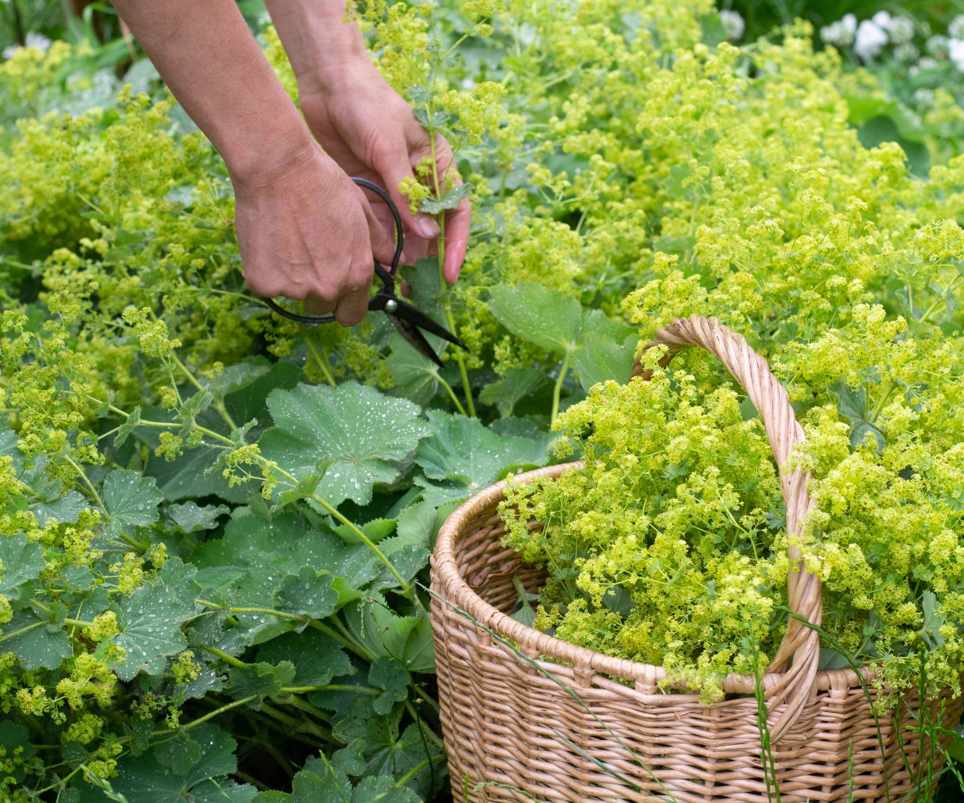 alchemilla mollis ladys mantle samen für pflanzung