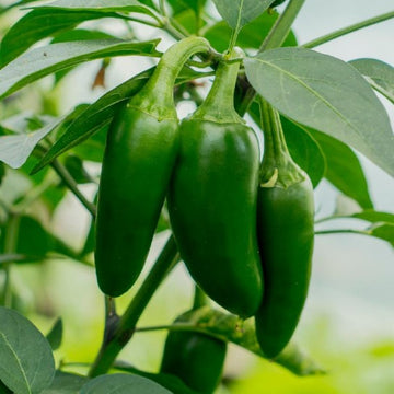 Jalapeno Gemüsesamen zur Aussaat Wildblume Mischung Traditionssorte & ohne Gentechnik Samen Hausgarten