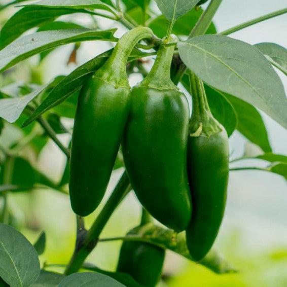 Jalapeno Gemüsesamen zur Aussaat Wildblume Mischung Traditionssorte & ohne Gentechnik Samen Hausgarten
