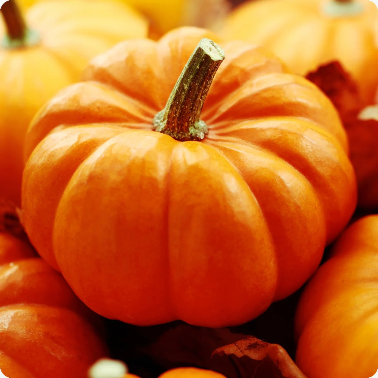 Gemüse Pumpkin Samen Collection für einfache Aussaat