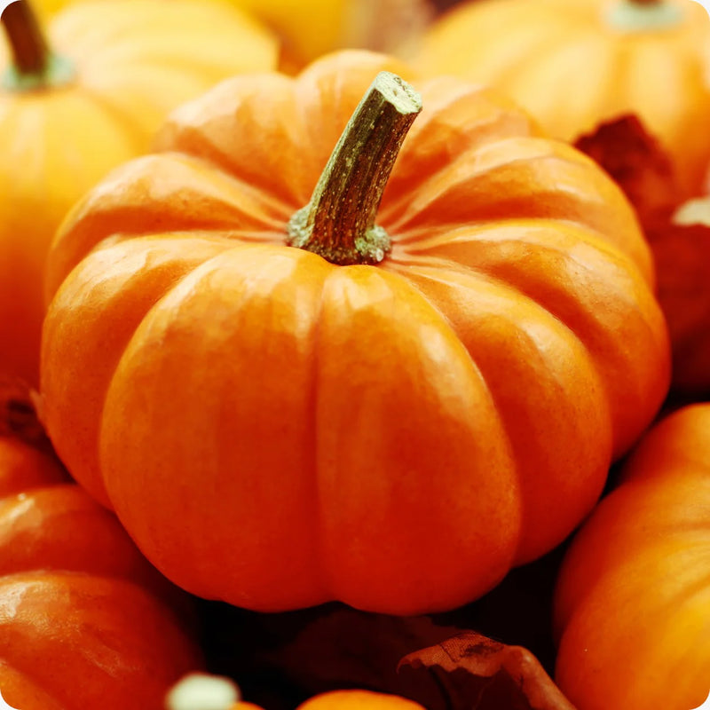 Gemüse Pumpkin Samen Collection für einfache Aussaat