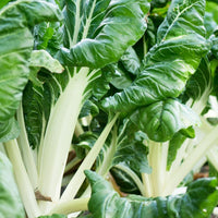 Green Chard Gemüsesamen  Perfect for Home Gardening