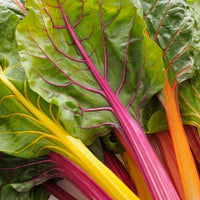 Rainbow Swiss Chard Samen zum Pflanzen