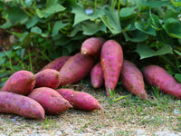 Mixed Süßkartoffel Ipomoea batatas Gemüse Samen zum Pflanzen in Gemüse Patch
