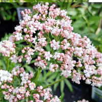 Valeriana Blumensamen zur Aussaat saisonal Dauerblüher Traditionssorte & ohne Gentechnik Samen Hausgarten