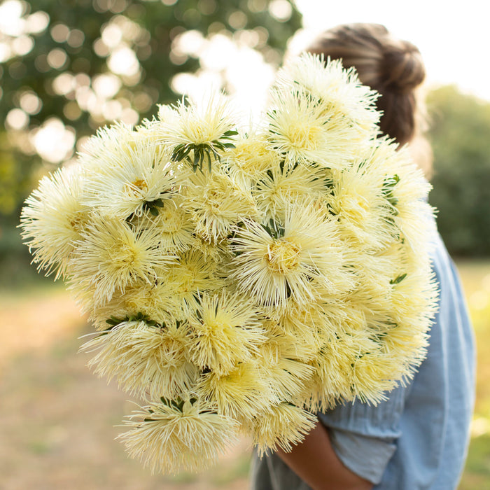 Gelb Chinese Aster Blumensamen leuchtend Gelb Blüten