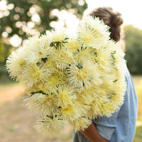 Gelb Chinese Aster Blumensamen leuchtend Gelb Blüten