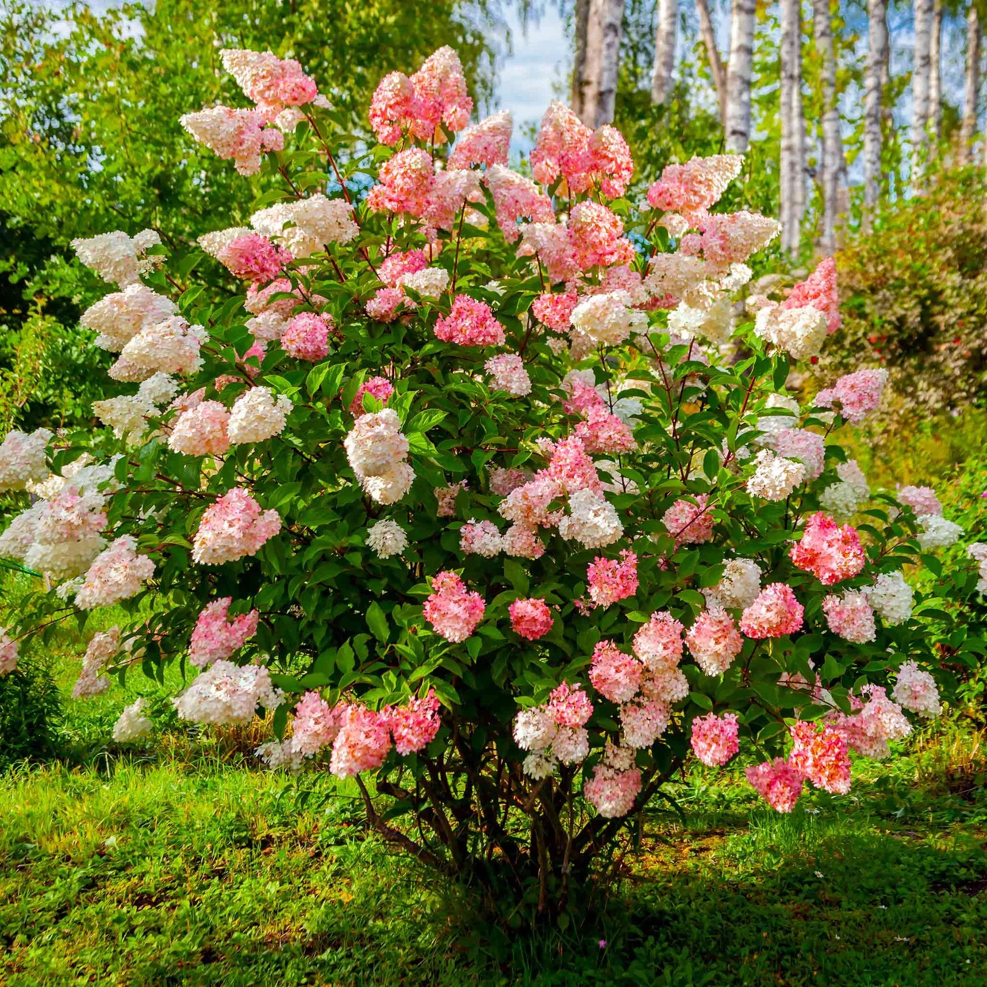Rosa Vanilla Fraise Blumensamen zur Aussaat – hochwertige Qualitäts- – Traditionssorte & ohne Gentechnik Samen Hausgarten