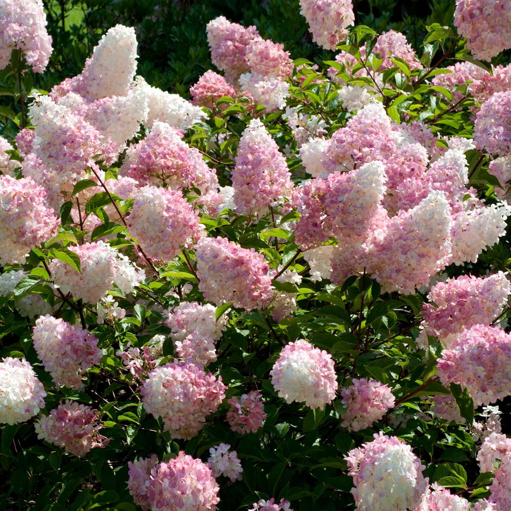 Vanilla Strawberry Hortensie Samen zur Aussaat – Blüten für Ihren Garten