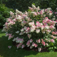 Vanilla Strawberry Hortensie Samen zur Aussaat – Blüten für Ihren Garten