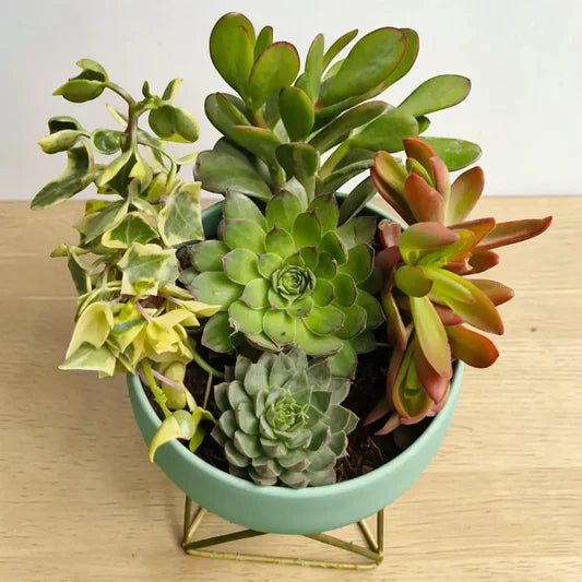 Succulent Blumensamen zur Aussaat leuchtend Blüten Traditionssorte & ohne Gentechnik Samen Hausgarten