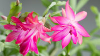 Rosa Weihnachtskaktus Blumensamen zur Aussaat – Halbschatten verträglich – Traditionssorte & ohne Gentechnik Samen Hausgarten