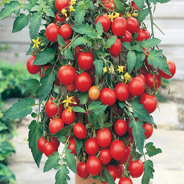 Rot Tumbler Tomate Samen zum Pflanzen