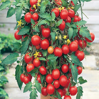 Rot Tumbler Tomate Samen zum Pflanzen