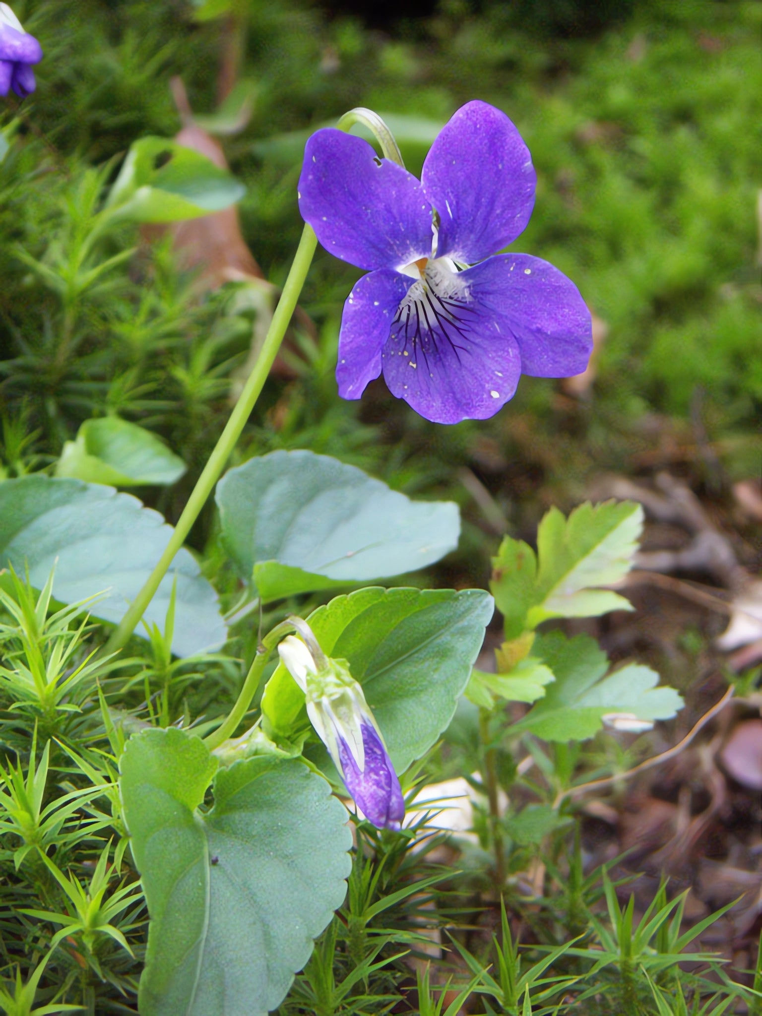 Veilchen Blumensamen zur Aussaat – leuchtend Blüten für Ihren Garten