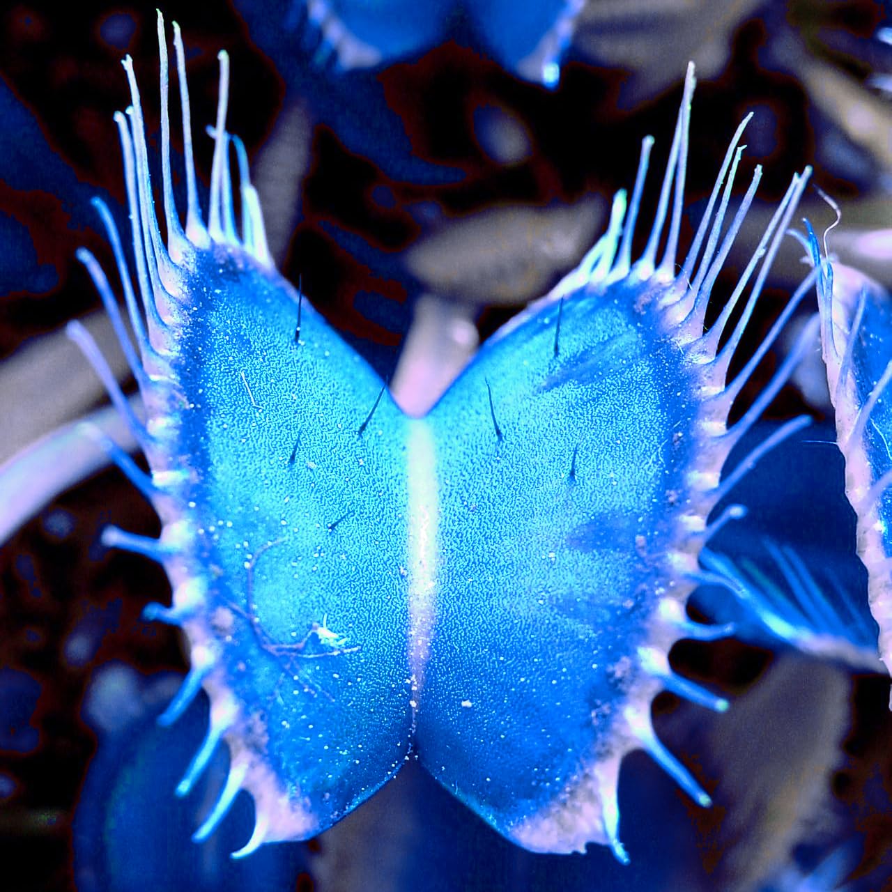 Non-gmo venus fly trap samen