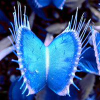 Non-gmo venus fly trap samen