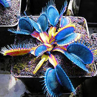 Venus flytrap carnivorous pflanze