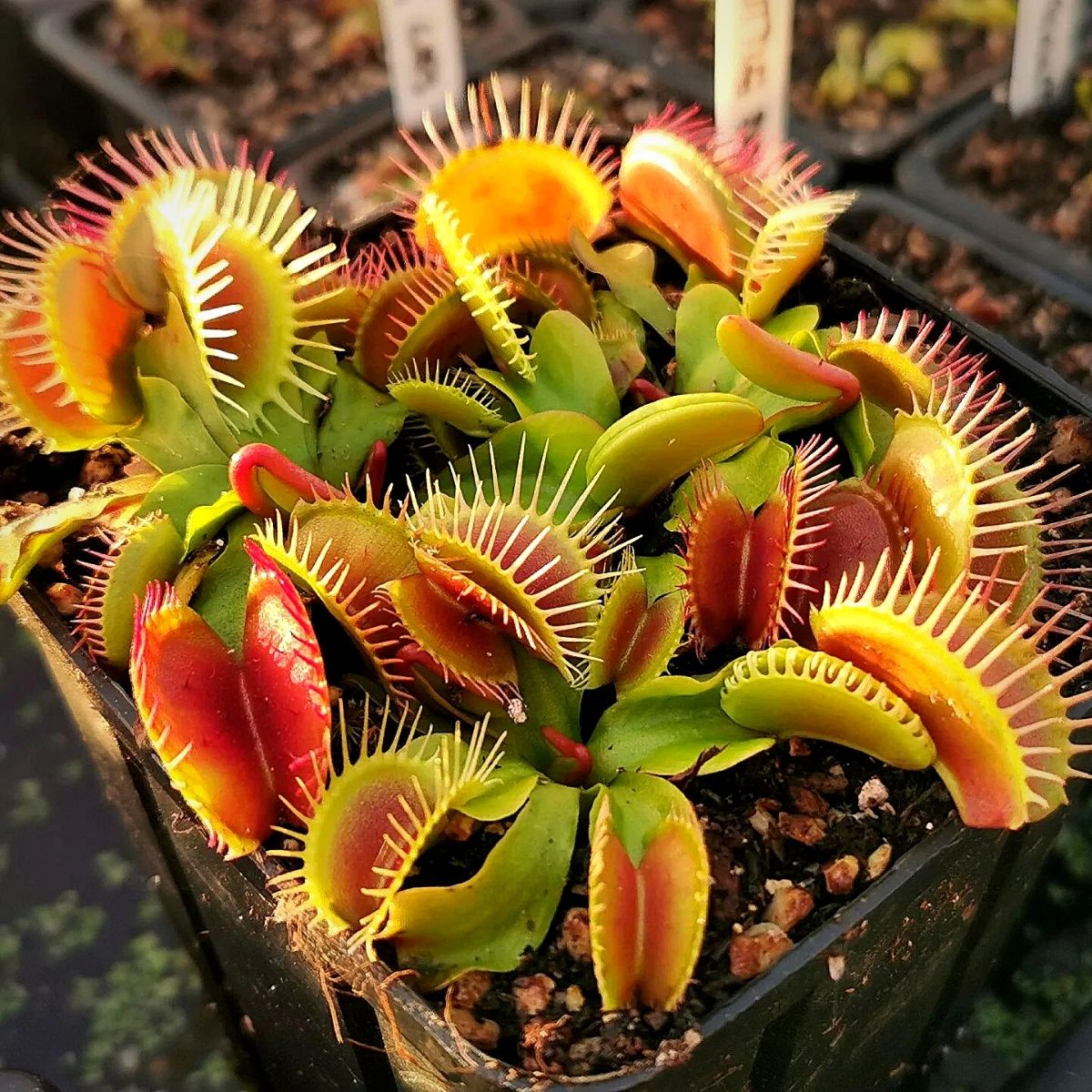 Insectivorous Blumensamen zur Aussaat – Halbschatten verträglich – Traditionssorte & ohne Gentechnik Samen Hausgarten