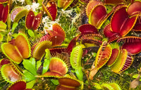 Rot Catching Pflanze or Venus Fly Trap Insectivorous Blumensamen zur Aussaat – saisonal Dauerblüher – Traditionssorte & ohne Gentechnik Samen Hausgarten