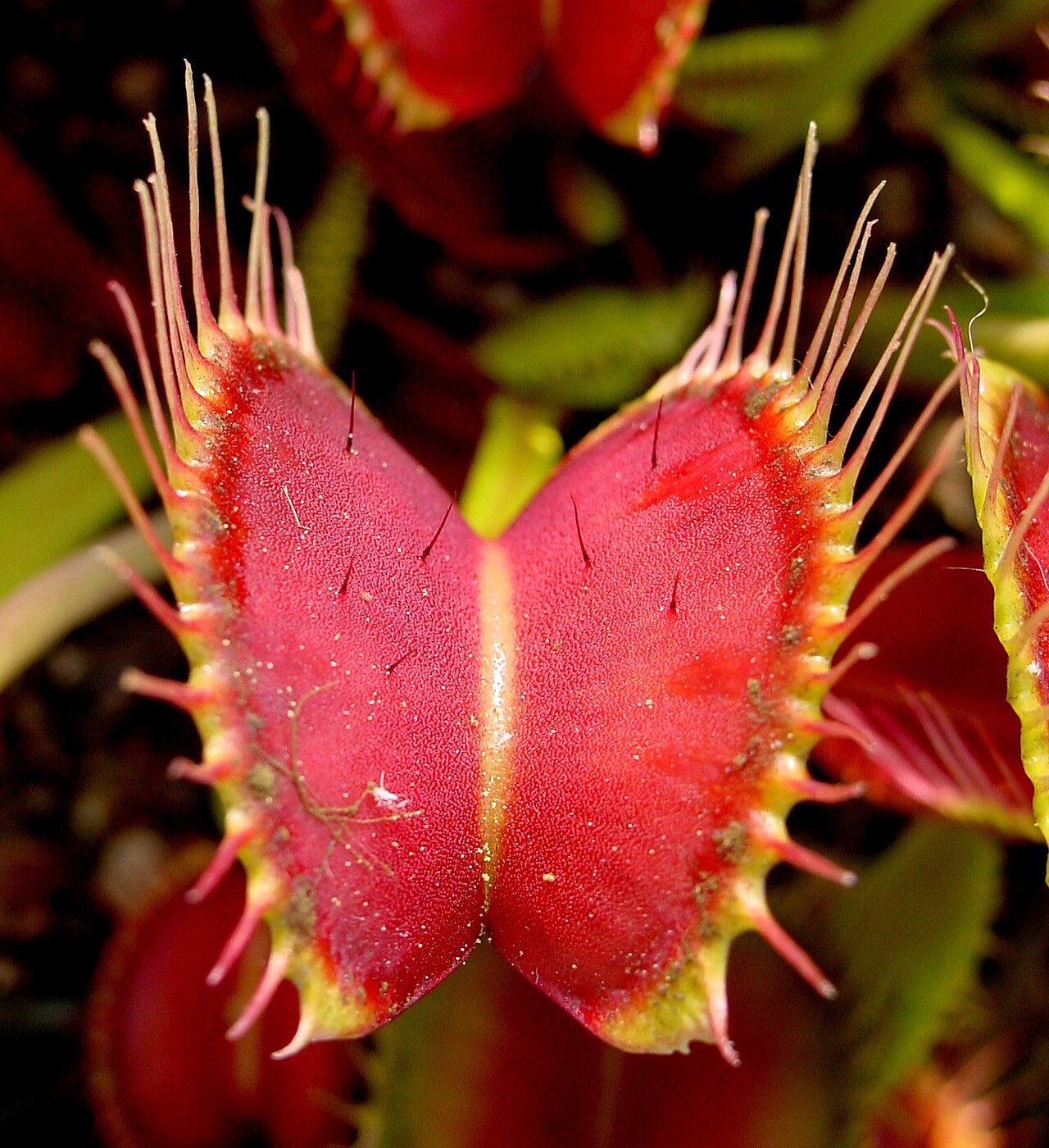 Insectivorous Blumensamen zur Aussaat – Halbschatten verträglich – Traditionssorte & ohne Gentechnik Samen Hausgarten