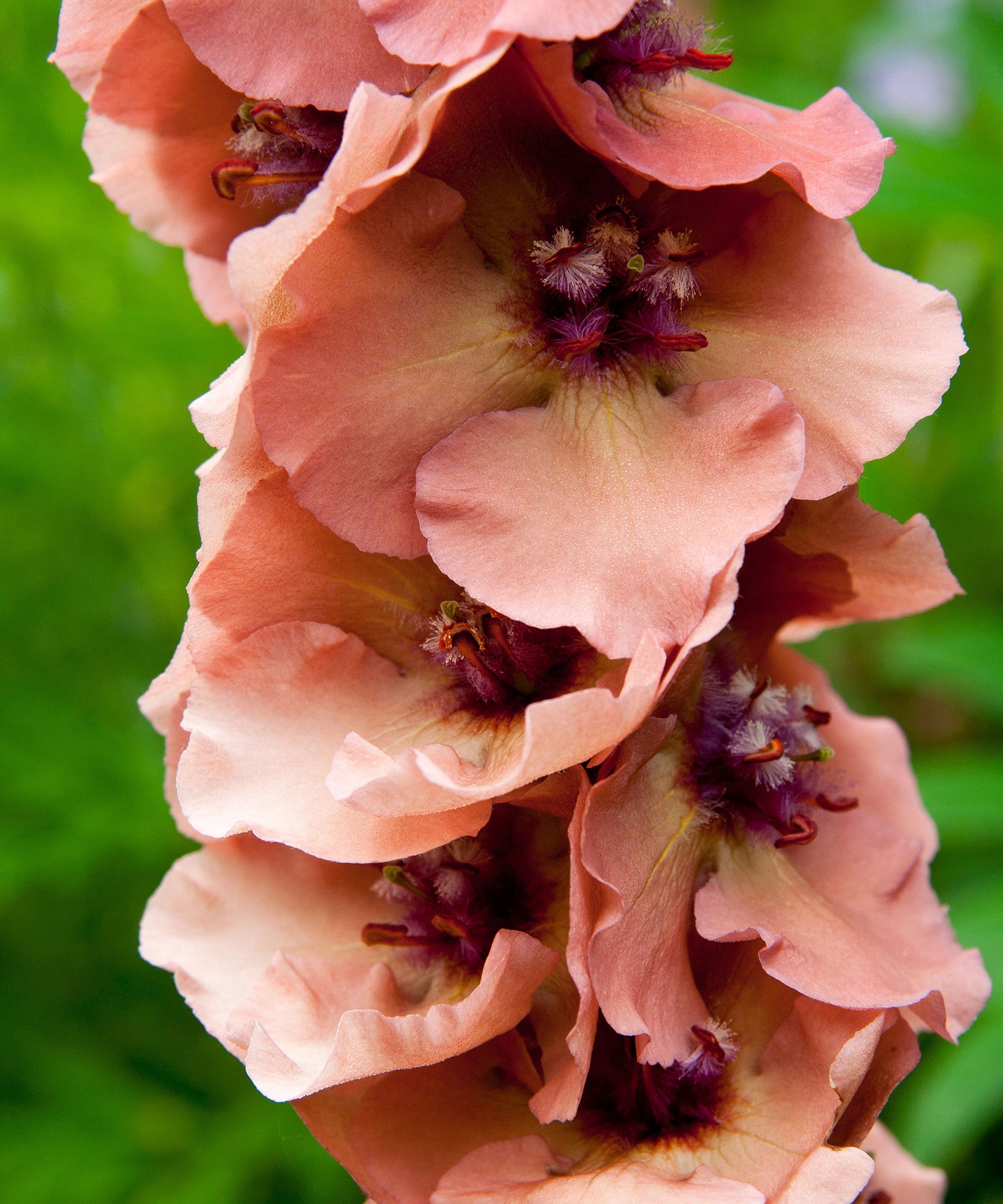 Antique rose verbascum flowering samen for gardens