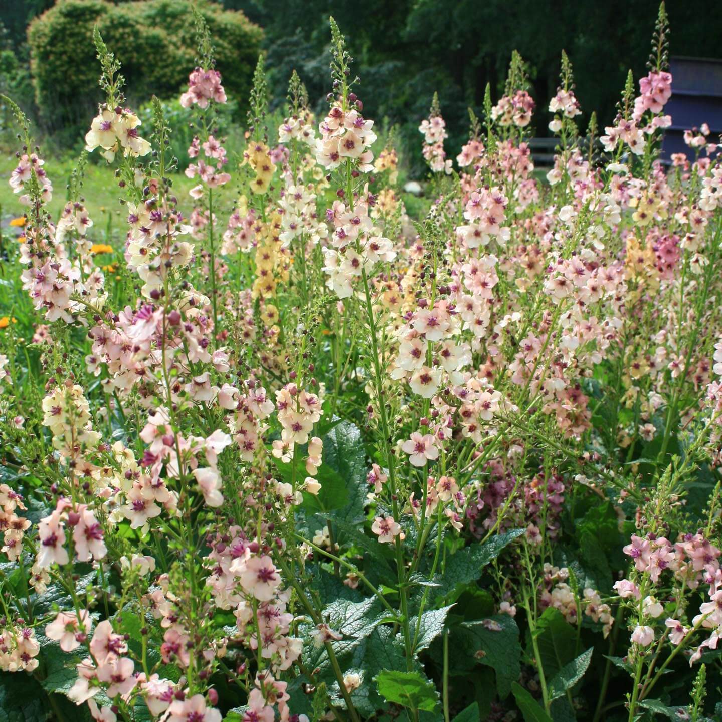 Non gmo verbascum antique rose samen