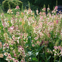 Non gmo verbascum antique rose samen
