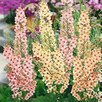 Antique rose verbascum samen for anpflanzung